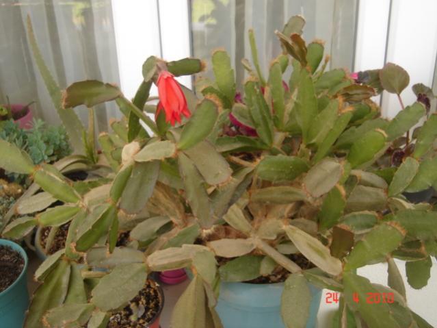 Name:  24 nisan 012.jpg
Views: 1458
Size:  40.9 KB