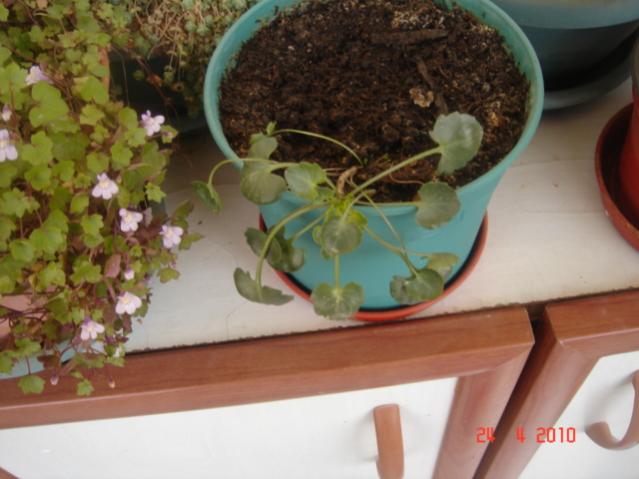 Name:  24 nisan 011.jpg
Views: 1229
Size:  40.1 KB
