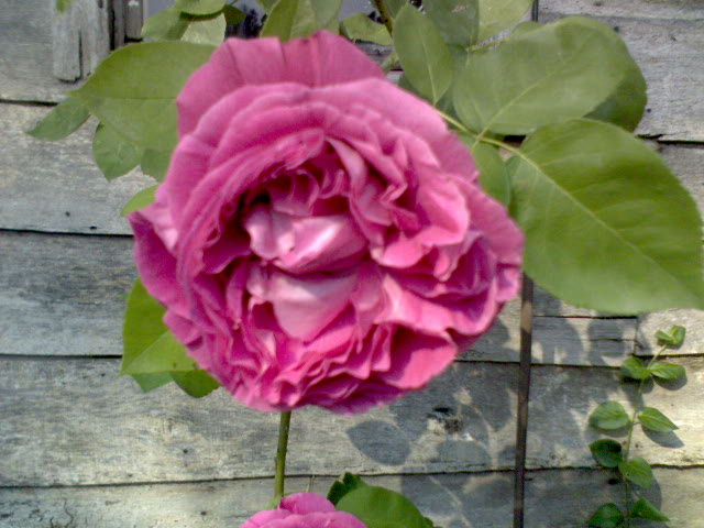 Name:  DSC00786.JPG
Views: 1578
Size:  63.9 KB