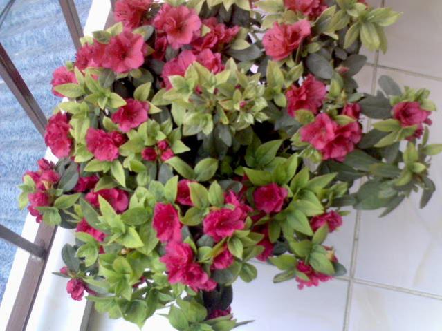 Name:  DSC00661.jpg
Views: 1554
Size:  53.5 KB
