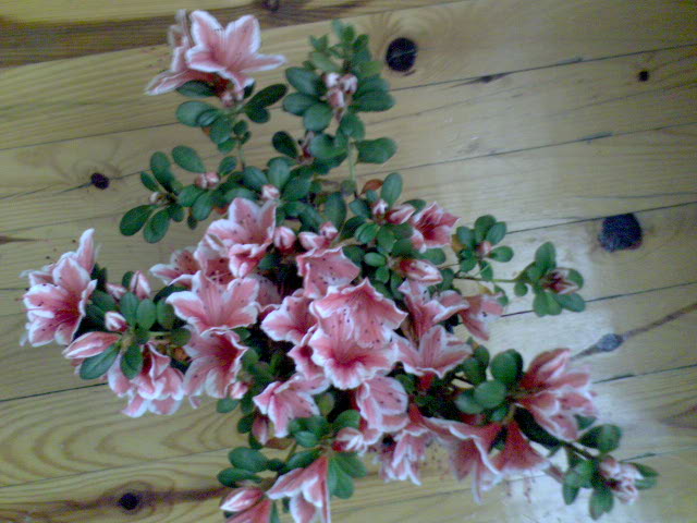Name:  DSC00542.JPG
Views: 1645
Size:  65.5 KB