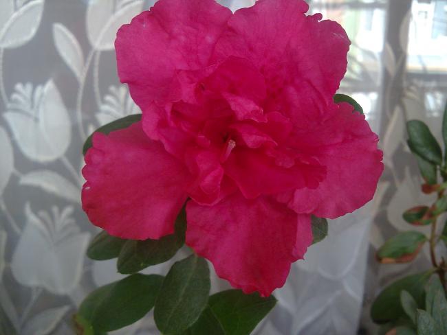 Name:  Grnt136.jpg
Views: 1553
Size:  30.1 KB