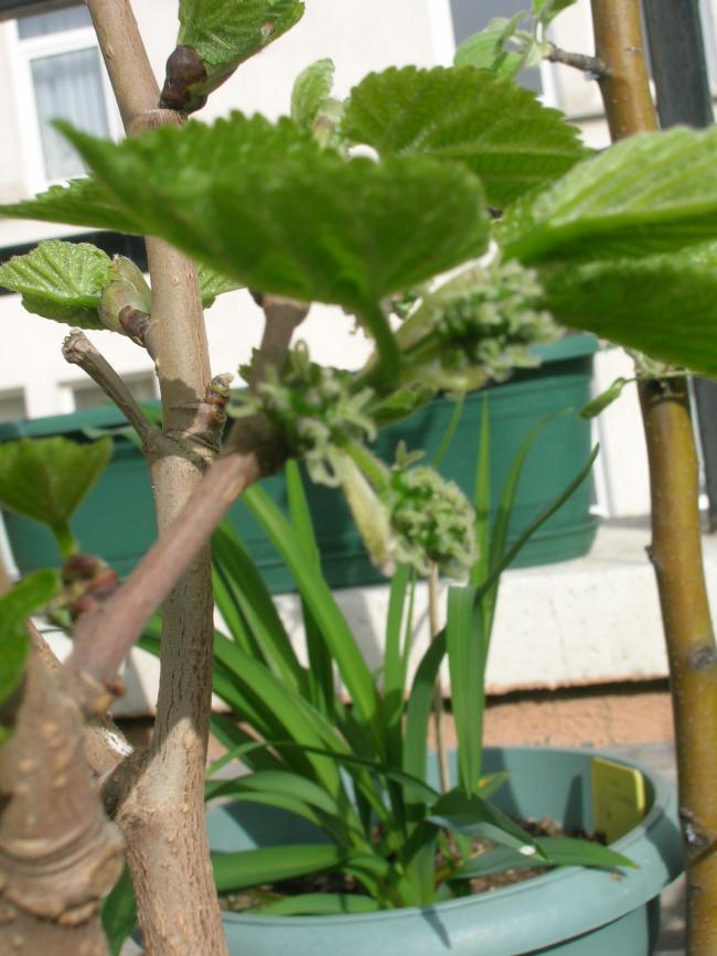 Name:  DSCN7247.jpg
Views: 1812
Size:  67.4 KB