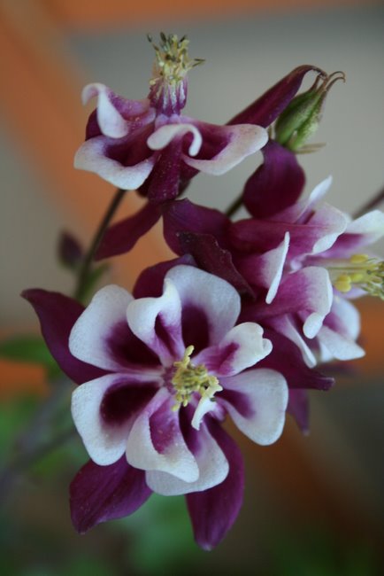 Name:  cennetbahçesi 047.jpg
Views: 807
Size:  50.2 KB