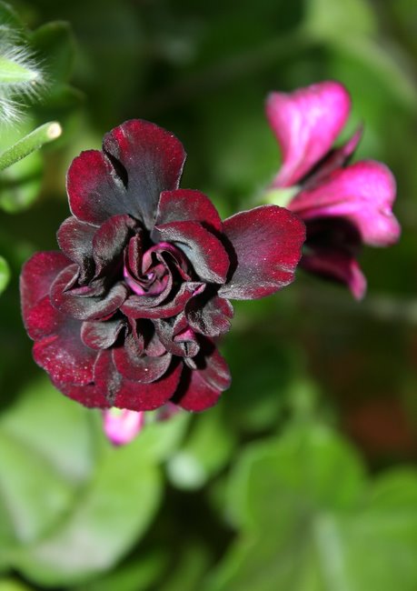 Name:  cennetbahçesi 050.jpg
Views: 858
Size:  57.1 KB