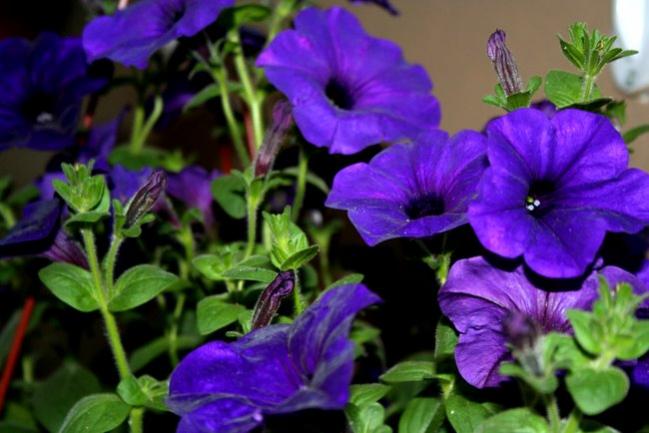 Name:  cennetbahçesi 017-1.jpg
Views: 858
Size:  42.7 KB