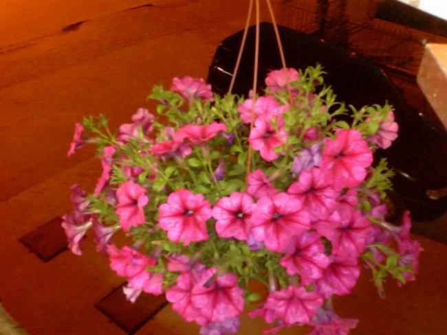 Name:  sarkan petunyann akam sefas.jpg
Views: 5762
Size:  42.6 KB