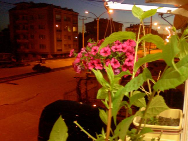 Name:  yine sarkan petunya.jpg
Views: 1561
Size:  42.8 KB