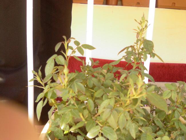 Name:  ebrli aacak olan minyatr glm.jpg
Views: 1470
Size:  42.2 KB