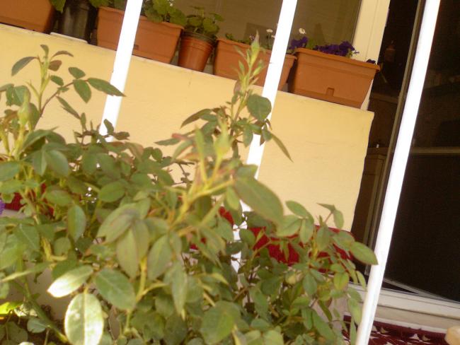 Name:  ebruli aan minyatr glmn 2.jpg
Views: 1491
Size:  46.8 KB