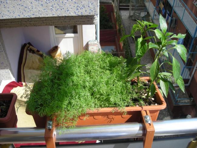 Name:  balkon6.jpg
Views: 975
Size:  65.6 KB