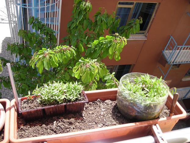 Name:  balkon8.jpg
Views: 993
Size:  70.9 KB