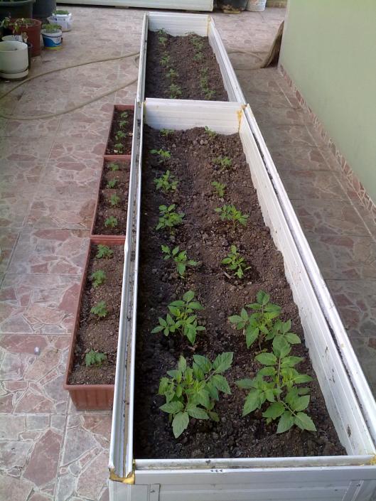 Name:  bahce 015.jpg
Views: 936
Size:  73.9 KB