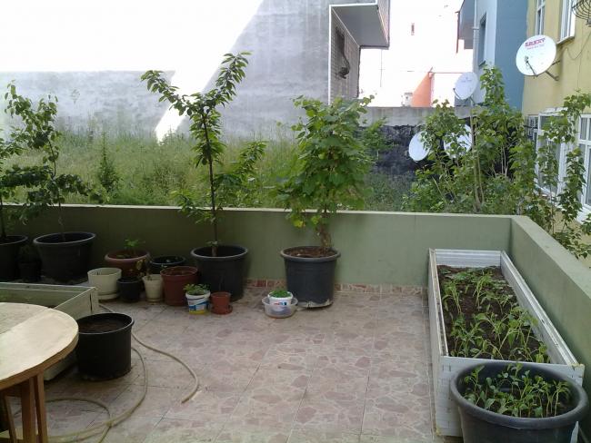 Name:  bahce 014.jpg
Views: 933
Size:  56.1 KB