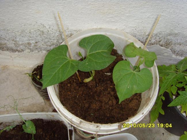 Name:  SNV32090.jpg
Views: 907
Size:  53.3 KB