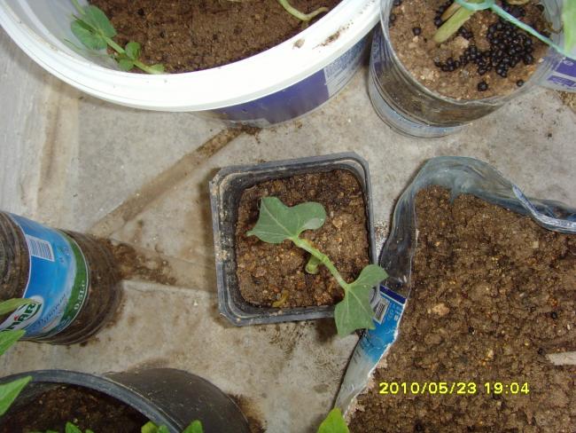 Name:  SNV32092.jpg
Views: 875
Size:  63.0 KB