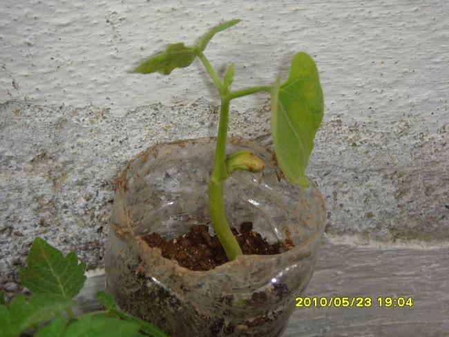 Name:  SNV32093.jpg
Views: 921
Size:  54.4 KB