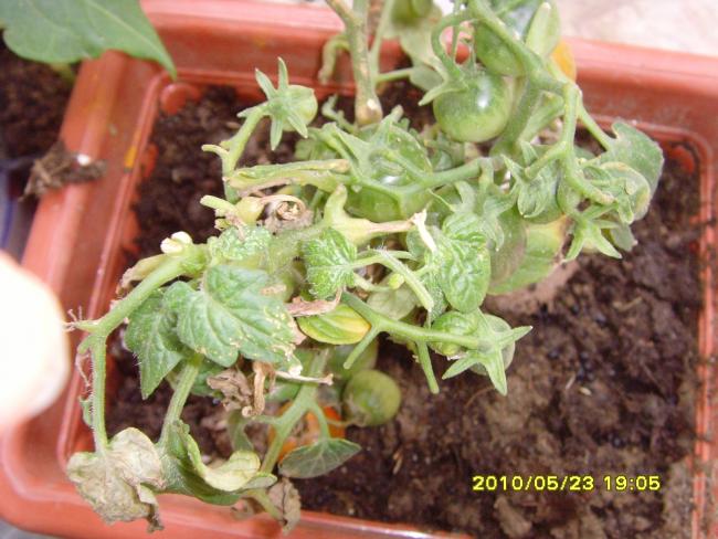 Name:  SNV32095.jpg
Views: 860
Size:  54.5 KB