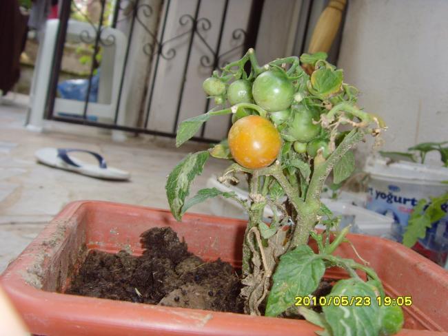 Name:  SNV32096.jpg
Views: 860
Size:  48.0 KB