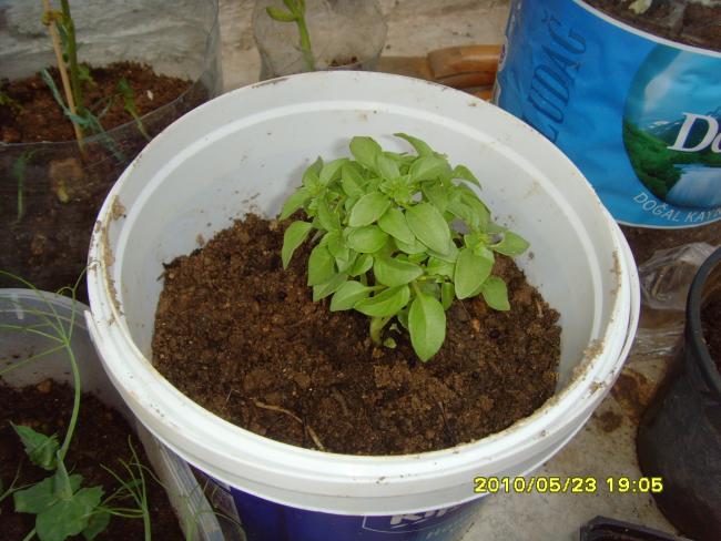 Name:  SNV32098.jpg
Views: 1110
Size:  51.6 KB