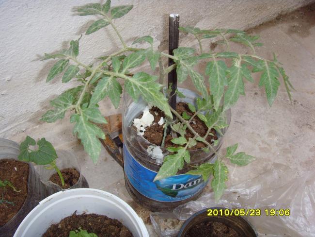 Name:  SNV32100.jpg
Views: 916
Size:  55.2 KB