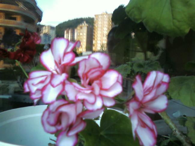 Name:  Fotoraf-0008.jpg
Views: 1906
Size:  37.5 KB