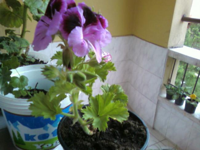 Name:  Fotoraf-0001.jpg
Views: 1881
Size:  39.5 KB