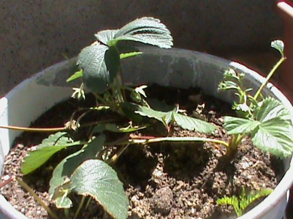 Name:  bitkilerim 006.JPG
Views: 4464
Size:  67.6 KB