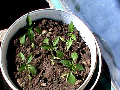 Name:  bitkilerim 009.JPG
Views: 4427
Size:  63.7 KB