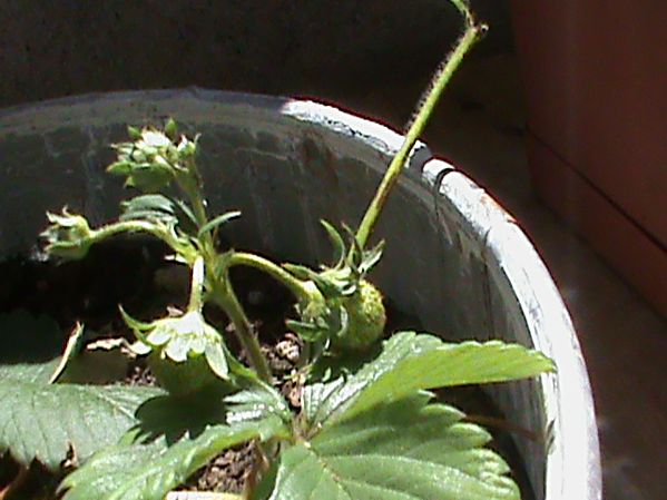 Name:  bitkilerim 015.JPG
Views: 4428
Size:  56.0 KB