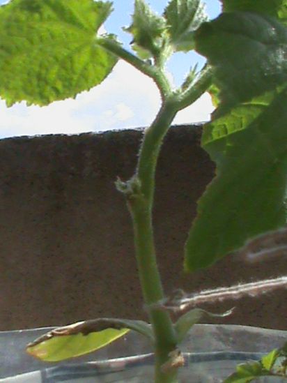 Name:  bitkilerim 018.JPG
Views: 4091
Size:  39.9 KB
