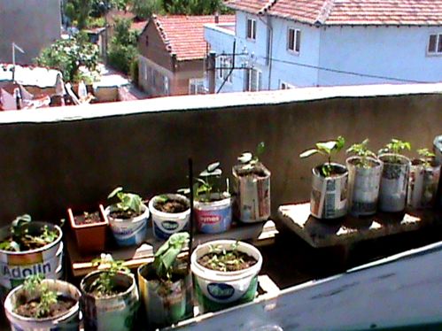 Name:  bitkilerim 020.JPG
Views: 4090
Size:  56.8 KB