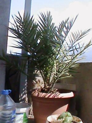 Name:  bitkilerim 021.JPG
Views: 4296
Size:  39.7 KB