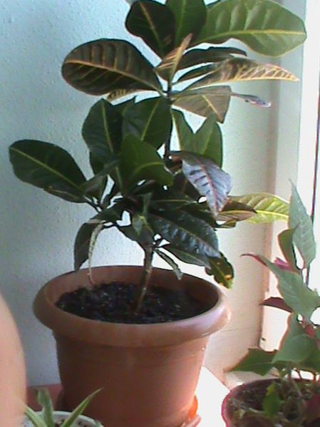 Name:  bitkilerim 022.JPG
Views: 4374
Size:  55.3 KB