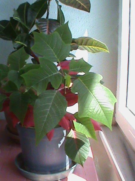 Name:  bitkilerim 023.JPG
Views: 4191
Size:  49.6 KB