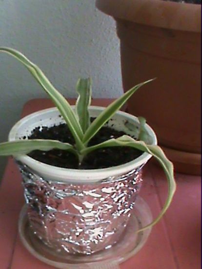 Name:  bitkilerim 024.JPG
Views: 4083
Size:  42.2 KB