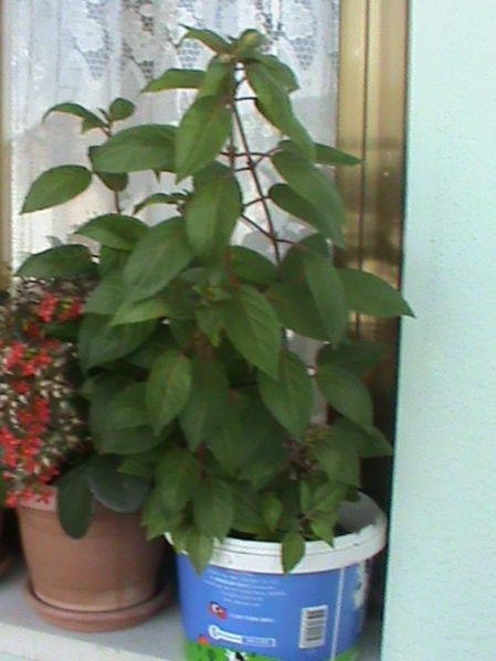 Name:  bitkilerim 025.JPG
Views: 4096
Size:  49.1 KB