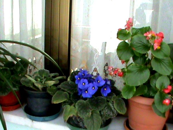 Name:  bitkilerim 027.JPG
Views: 4229
Size:  56.4 KB