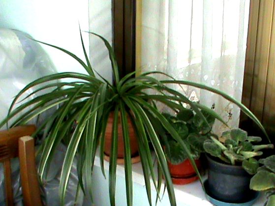 Name:  bitkilerim 028.JPG
Views: 4316
Size:  55.0 KB