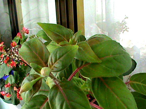 Name:  bitkilerim 029.JPG
Views: 4268
Size:  62.9 KB