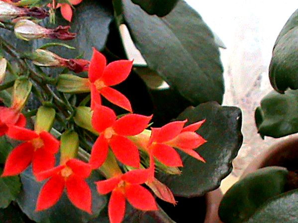 Name:  bitkilerim 030.JPG
Views: 4301
Size:  65.3 KB