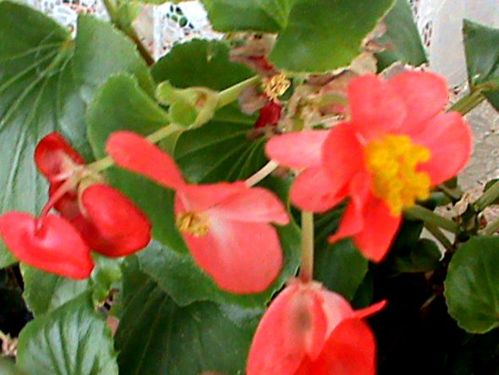 Name:  bitkilerim 031.JPG
Views: 4299
Size:  44.7 KB