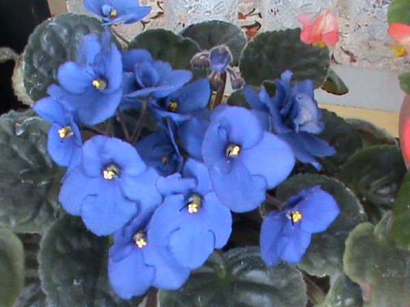 Name:  bitkilerim 033.JPG
Views: 4302
Size:  56.6 KB