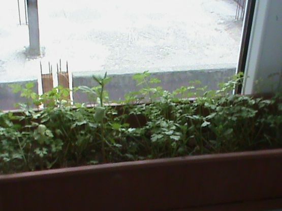 Name:  maydanoz2.JPG
Views: 4027
Size:  39.7 KB