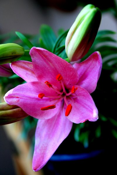 Name:  cicisonn 047.jpg
Views: 1051
Size:  51.6 KB