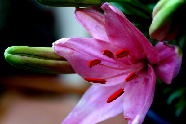 Name:  cicisonn 048.jpg
Views: 1066
Size:  46.7 KB