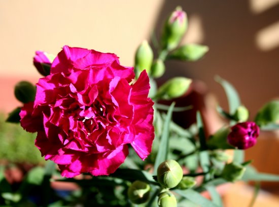 Name:  cicisonn 021.jpg
Views: 1025
Size:  55.9 KB