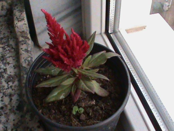 Name:  horozibii.JPG
Views: 4799
Size:  51.6 KB