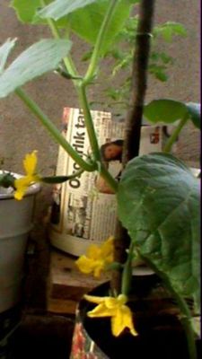 Name:  sebzeler 008.JPG
Views: 4061
Size:  27.1 KB