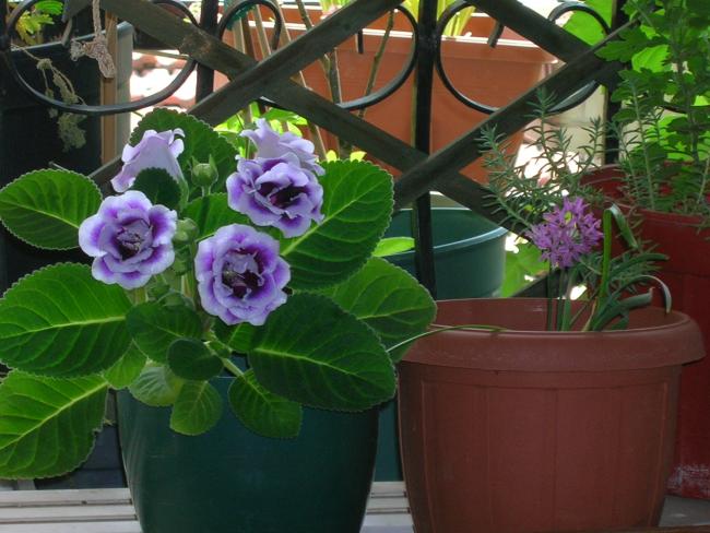 Name:  DSCN7416.jpg
Views: 1975
Size:  51.0 KB